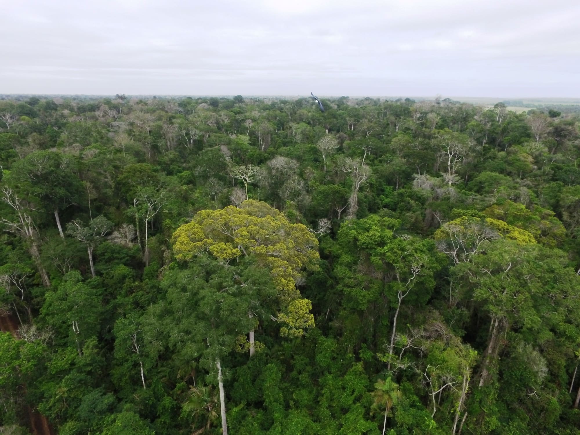 Vista aérea de uma extensa área de floresta preservada