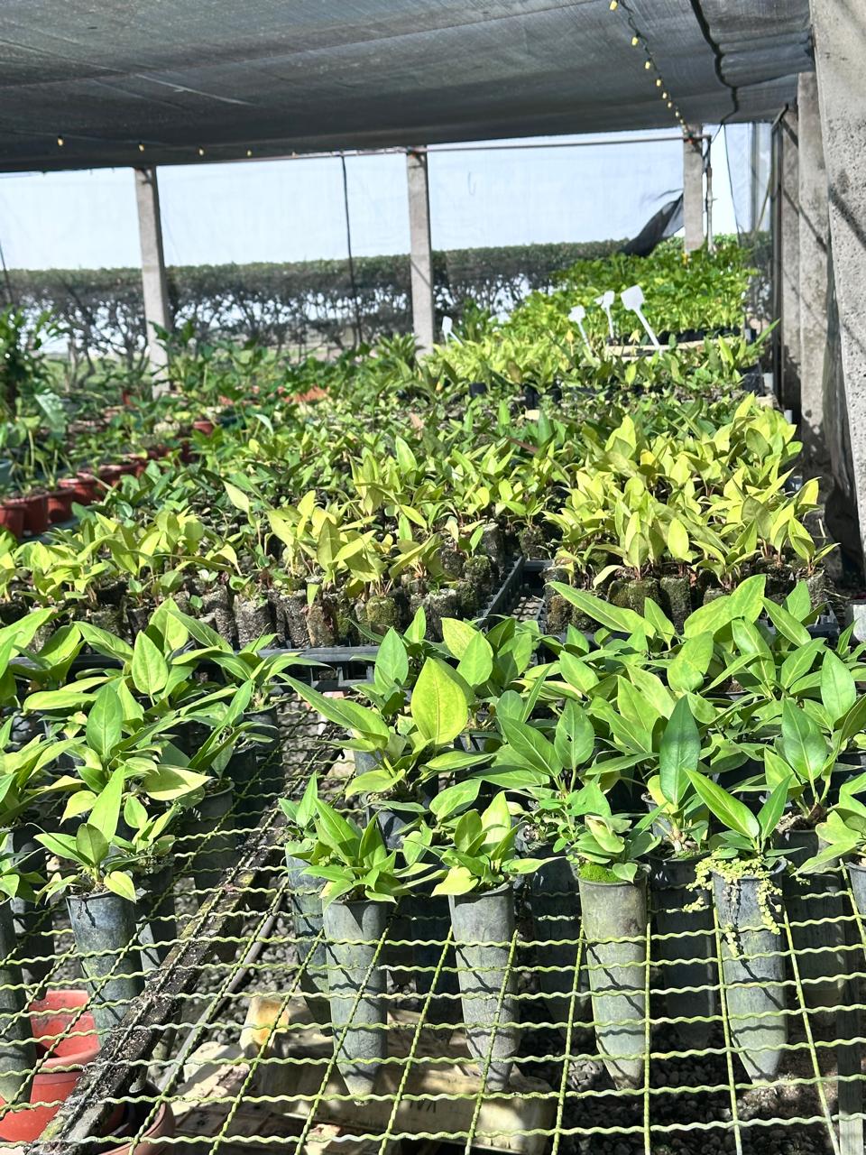 Mudas organizadas em bancadas dentro de um viveiro florestal